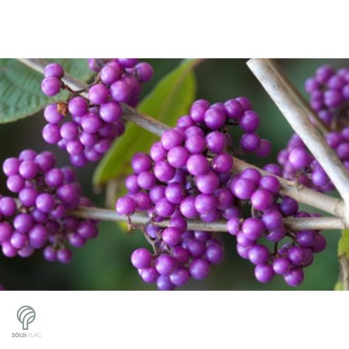 Kínai lilabogyó termés