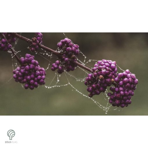 Kínai lilabogyó termés