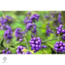 Kínai lilabogyó termés