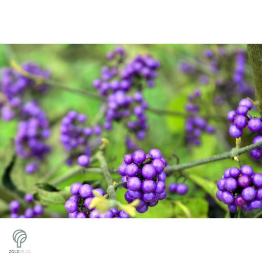 Kínai lilabogyó termés