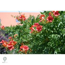 Trombitafolyondár virágzásban