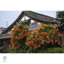 Trombitafolyondár virágzásban