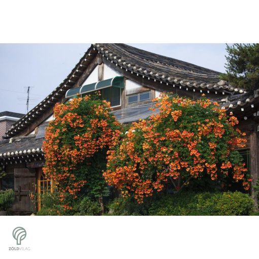 Trombitafolyondár virágzásban