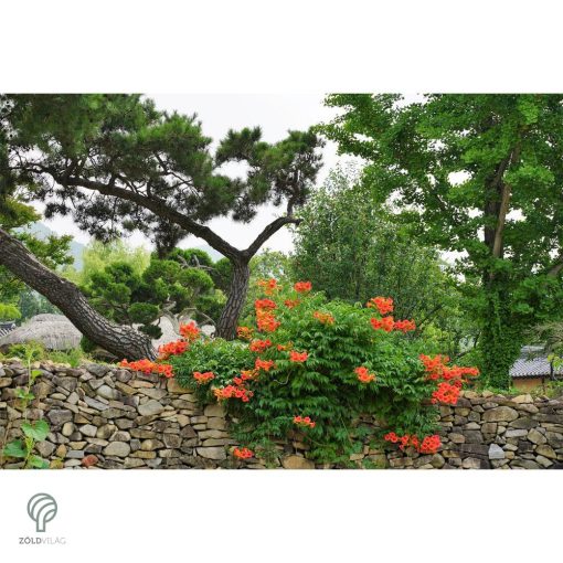 Trombitafolyondár virágzásban