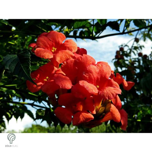 Trombitafolyondár virágzásban