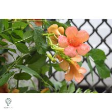 Trombitafolyondár virágzásban