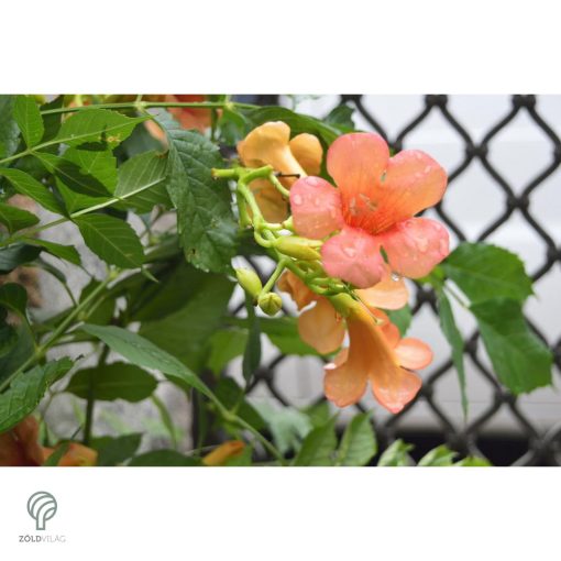 Trombitafolyondár virágzásban