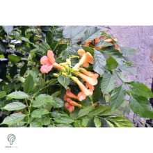 Trombitafolyondár virágzásban