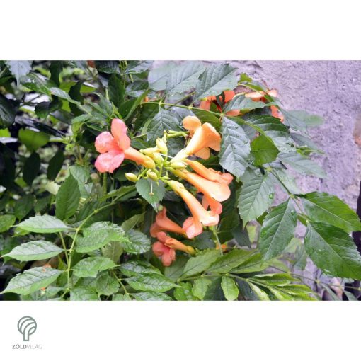 Trombitafolyondár virágzásban