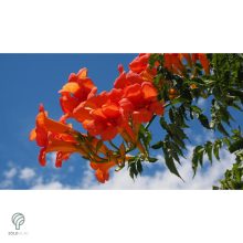 Trombitafolyondár virágzásban