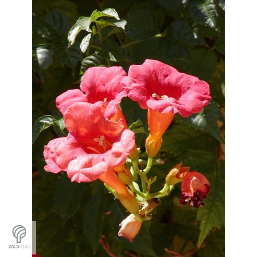 Trombitafolyondár virágzásban