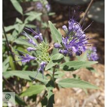 Angol kékszakáll / Caryopteris x clandonensis