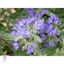 Angol kékszakáll / Caryopteris x clandonensis