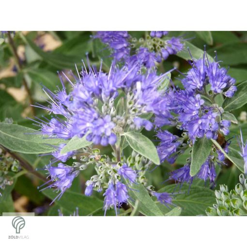 Angol kékszakáll / Caryopteris x clandonensis