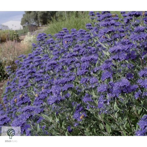 Angol kékszakáll / Caryopteris x clandonensis