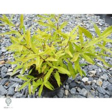 Angol kékszakáll / Caryopteris x clandonensis