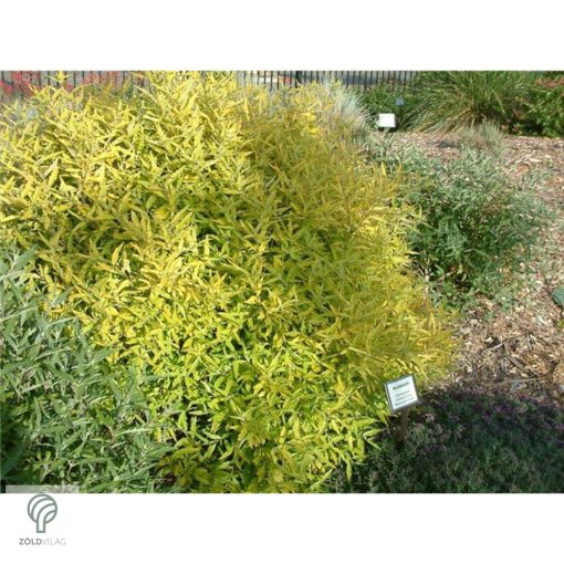 Angol kékszakáll / Caryopteris x clandonensis