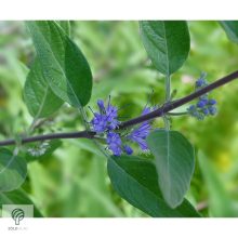 Angol kékszakáll / Caryopteris x clandonensis