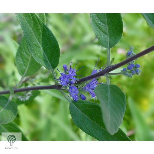 Angol kékszakáll / Caryopteris x clandonensis