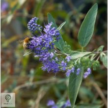 Angol kékszakáll / Caryopteris x clandonensis