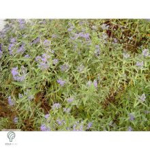 Angol kékszakáll / Caryopteris x clandonensis