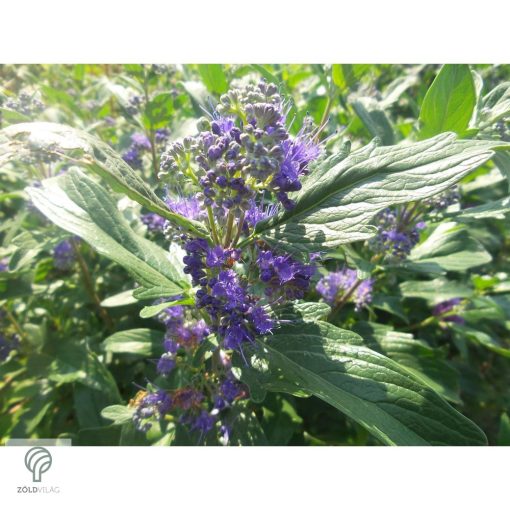 Angol kékszakáll / Caryopteris x clandonensis