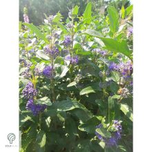 Angol kékszakáll / Caryopteris x clandonensis