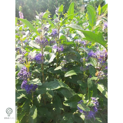 Angol kékszakáll / Caryopteris x clandonensis