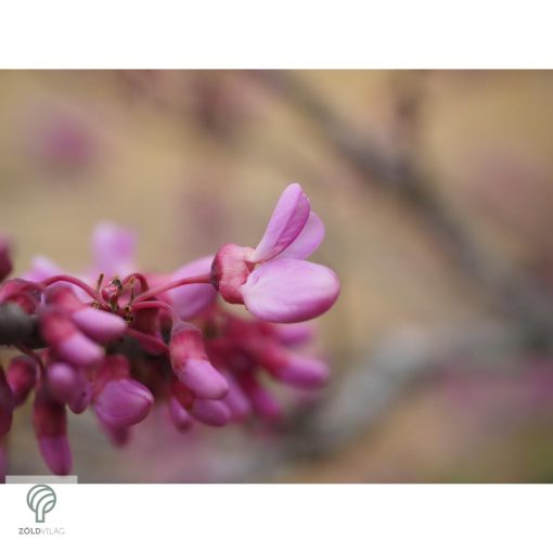 Forest Pansy júdásfa virág