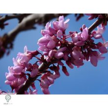 Forest Pansy júdásfa virág