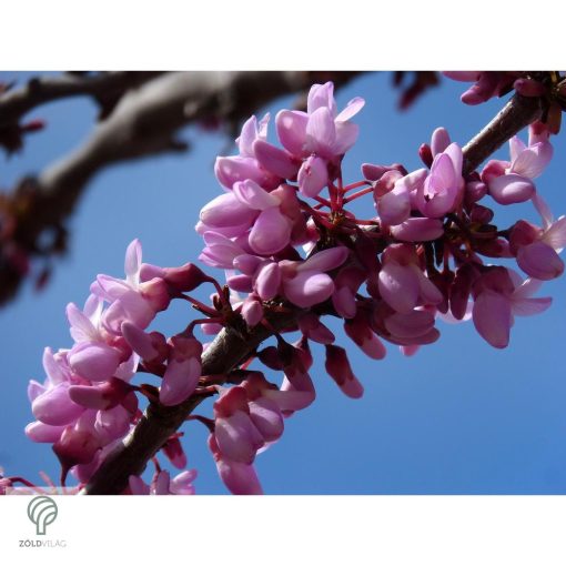 Forest Pansy júdásfa virág