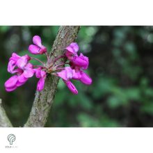 Forest Pansy júdásfa virág