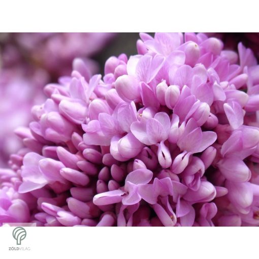 Forest Pansy júdásfa virág