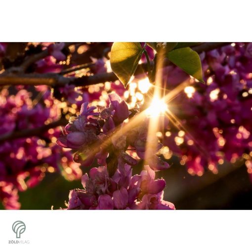 Forest Pansy júdásfa virág