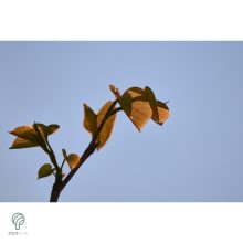 Forest Pansy júdásfa virág