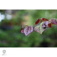 Forest Pansy júdásfa virág