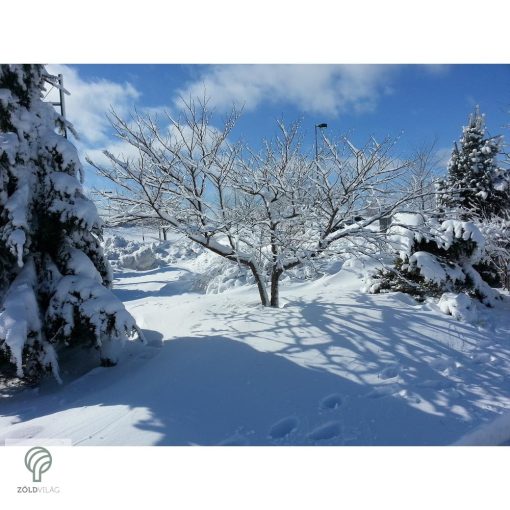 Forest Pansy júdásfa virág