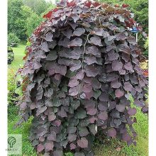 Bordó levelű csüngő júdásfa / Cercis canadensis 'Ruby Falls'  