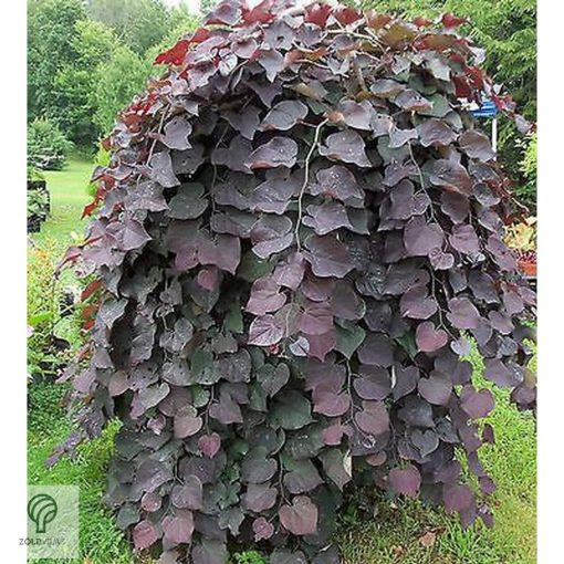 Bordó levelű csüngő júdásfa / Cercis canadensis 'Ruby Falls'  