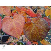 Bordó levelű csüngő júdásfa / Cercis canadensis 'Ruby Falls'  