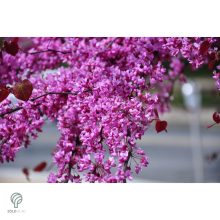 Bordó levelű csüngő júdásfa / Cercis canadensis 'Ruby Falls'  