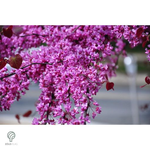Bordó levelű csüngő júdásfa / Cercis canadensis 'Ruby Falls'  