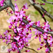 Bordó levelű csüngő júdásfa / Cercis canadensis 'Ruby Falls'  