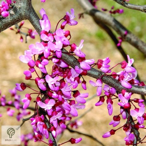 Bordó levelű csüngő júdásfa / Cercis canadensis 'Ruby Falls'  