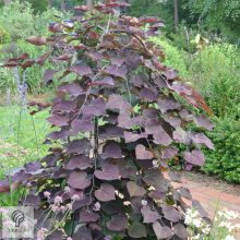 Bordó levelű csüngő júdásfa / Cercis canadensis 'Ruby Falls'  
