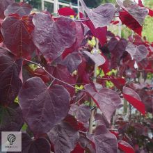 Bordó levelű csüngő júdásfa / Cercis canadensis 'Ruby Falls'  
