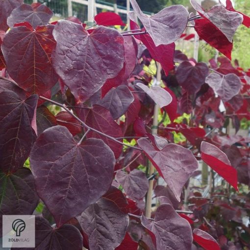 Bordó levelű csüngő júdásfa / Cercis canadensis 'Ruby Falls'  