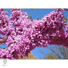 Júdásfa / Cercis siliquastrum 