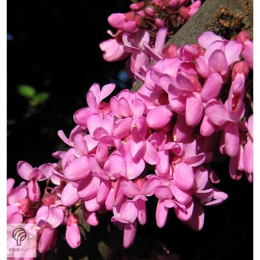 Júdásfa / Cercis siliquastrum 