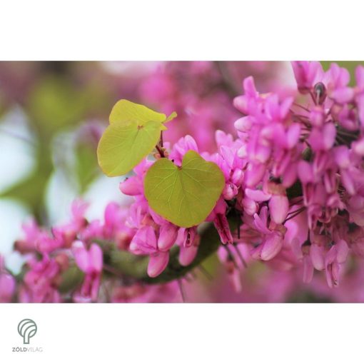 Júdásfa / Cercis siliquastrum 